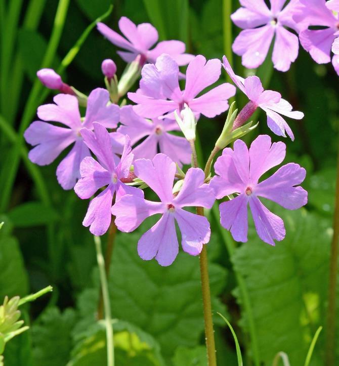 市の花　サクラソウの写真