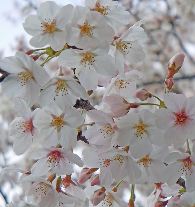 市の花木　サクラの写真