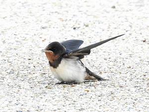 ツバメの幼鳥