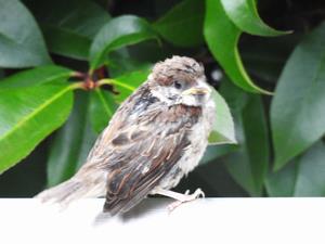 スズメの幼鳥