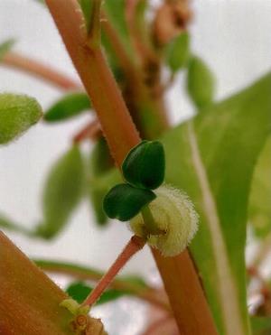 植物賞 中山翔雅さん「ホウセンカの実から芽が！！」