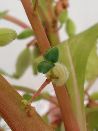 中山 翔雅 さん「ホウセンカの実から芽が！！ 」