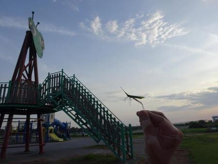 鈴木 紗優佳 さん「カマキリ ＶＳ バッタ 」