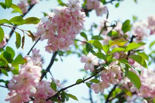 桜の写真