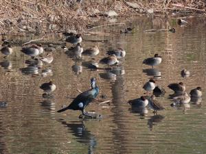 R8.1野鳥観察会その1