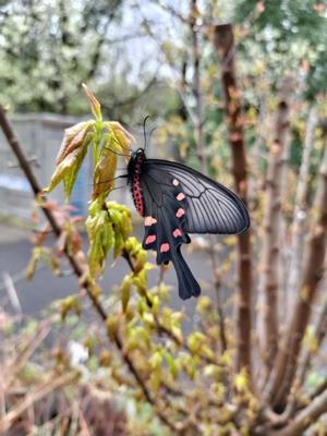 ジャコウアゲハ