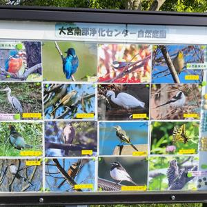 鳥たち
