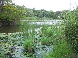 見沼自然公園