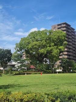 7月のクスノキ