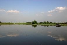 見沼田んぼの風景