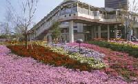 宮原駅前の花壇