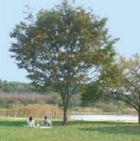 見沼自然公園