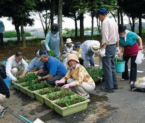 山吹の植栽のようす