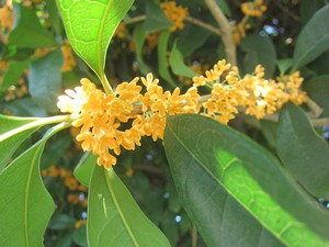 キンモクセイの花