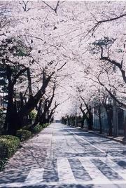 桜