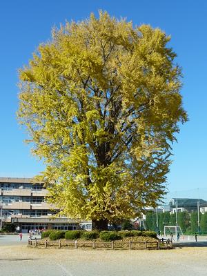 岩槻小学校のイチョウ