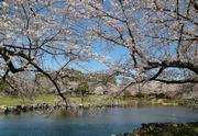 見沼氷川公園