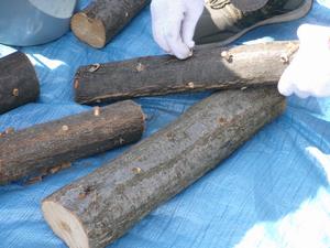 image/zoukibayasitaiken2