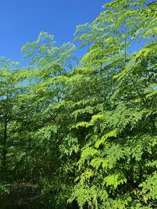 moringa3