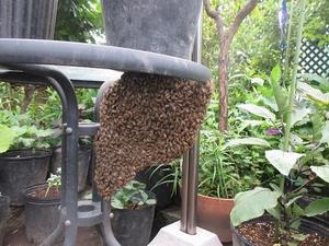 ミツバチ分蜂2