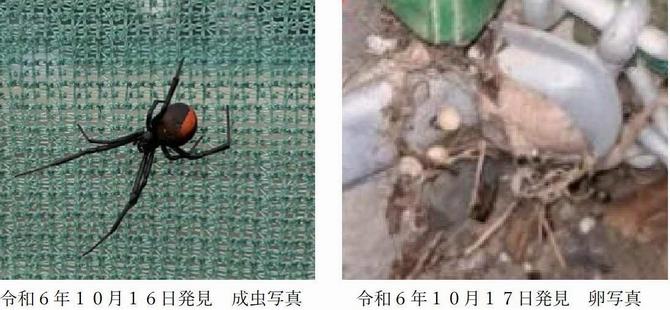 セアカゴケグモ