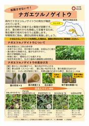 拡散させないで!ナガエツルノゲイトウ(埼玉県)