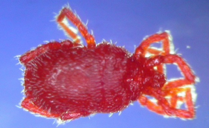 タカラダニ（実体顕微鏡）