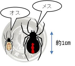 セアカゴケグモ