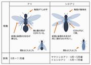 羽アリの見分け方