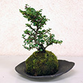 こけ玉（紅紫檀）