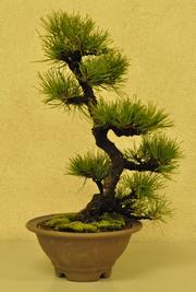 bonsai