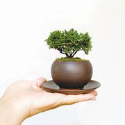 みどり屋～和草