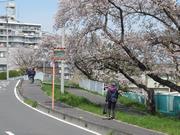 鴨川堤