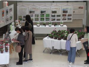 R7サクラソウ展1