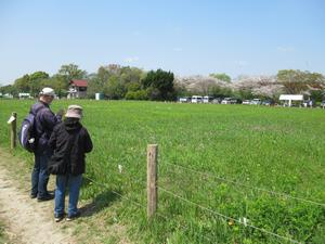 サクラソウ自生地1