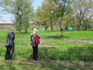 サクラソウ自生地2