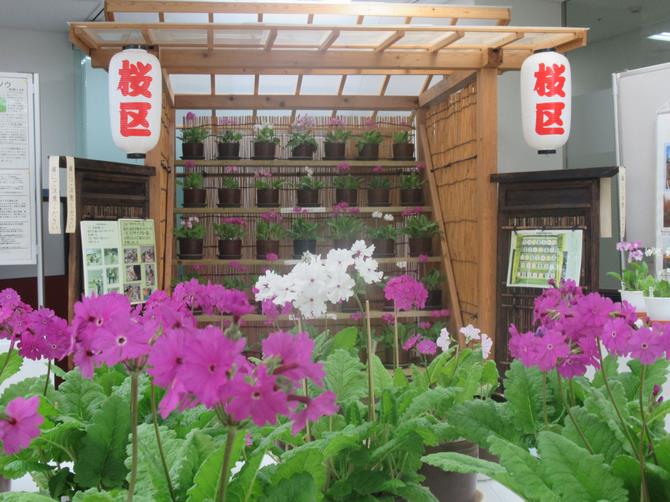 R8サクラソウ展１