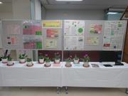R8サクラソウ展5