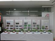 R8サクラソウ展6