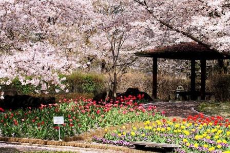 和風園地の写真（桜の開花）