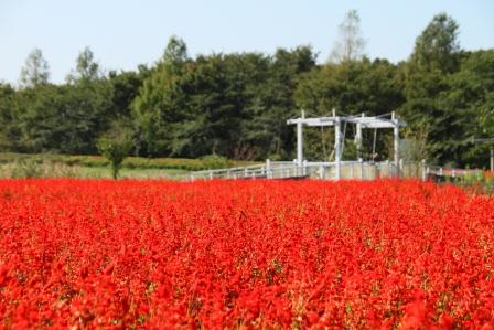 夏から秋の花畑の写真（サルビアが満開）