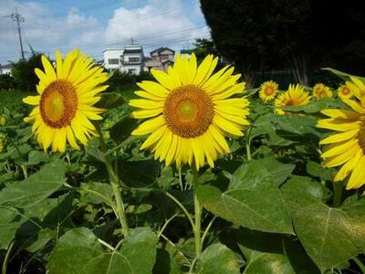 花畑の写真（ひまわりの開花）