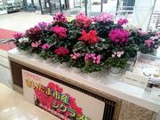展示4