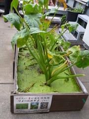 くわい収穫