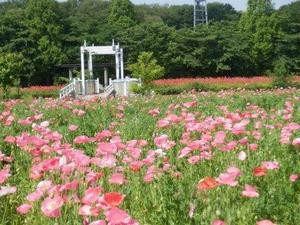 大宮花の丘農林公苑1