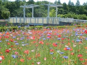 大宮花の丘農林公苑3