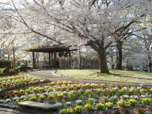 大宮花の丘農林公苑4