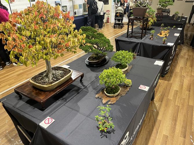 大宮盆栽展示