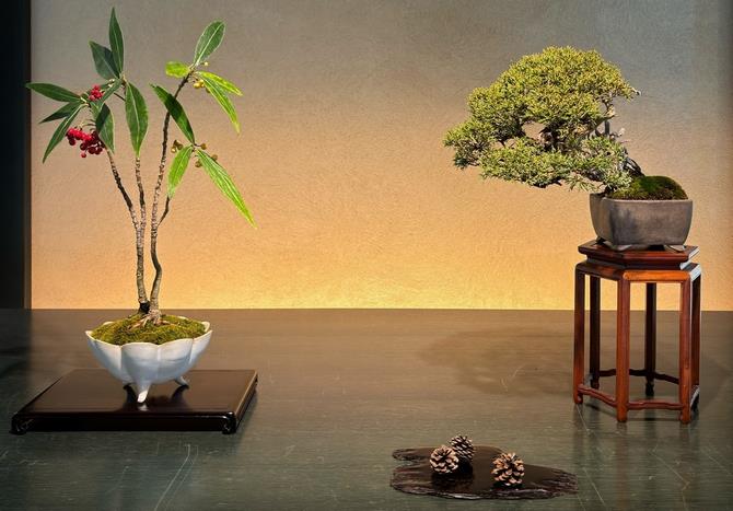 bonsai2