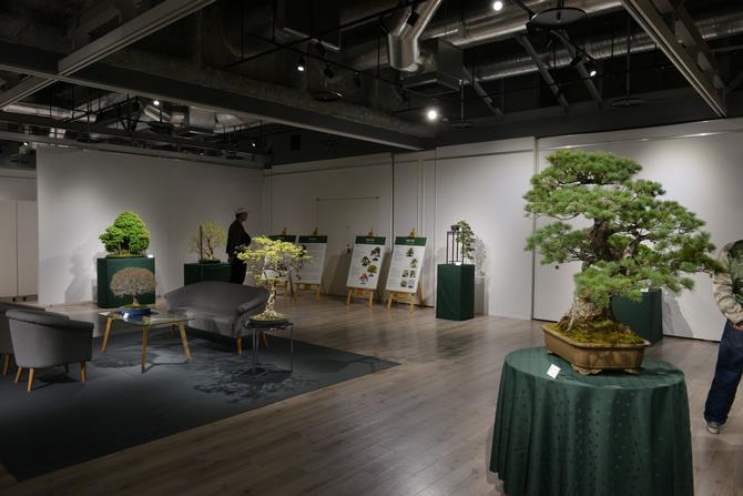 大宮盆栽展示